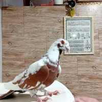 زرین دشت دبیران