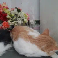 گربه بالغ نر یکساله