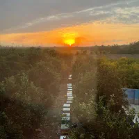 فروش زنبور نژادار