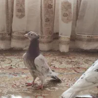 هفترنگ کاکلی عطیقه کاشمر|پرنده|خلیل آباد, |دیوار