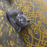 بچه گربه های مجموعه ایران کتز iran cats|گربه|بوشهر, |دیوار