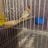 سیره قیره سه ساله خوش صدا تازه تخت