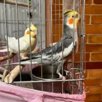 پرنده عروس هلندی
