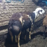 شیشک قوچ بره ماده میش