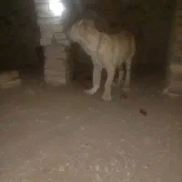 سلام خسته نباشید دو تا توله هم قال|سگ|سبزوار, پاسداران|دیوار