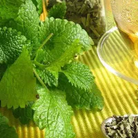 ذهن بی سرو سامون