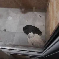 جوجه مرغ برهما