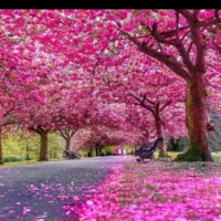 انجام امور منزل