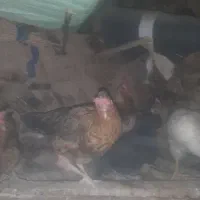 مرغ و خروس فروشی|حیوانات مزرعه|جوانرود, |دیوار