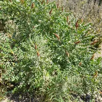 باغ فندق روستای وشنوه|فروش زمین و ملک کلنگی|قم, انسجام|دیوار