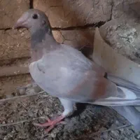 سار و زرد کرمونی کاکلی