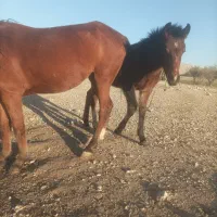 فروش اسب مادیان|اسب و تجهیزات اسب‌سواری|فیروزآباد (فارس), |دیوار