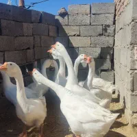 قوغاز خالمانگوری دوناف وشاخ دار|حیوانات مزرعه|هامون, |دیوار