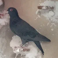 کفتر پلاکی|پرنده|یزد, |دیوار