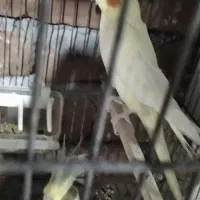 عروس هلندی مولد زعفرانی|پرنده|بناب, |دیوار