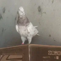 هفت رنگ  میخ کاکولی نر