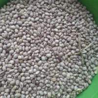 فروش لوبیا چیتی