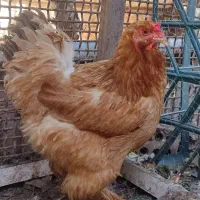 مرغ برهما