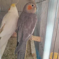 عروس هلندی با یک جوجه