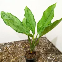 گل های آپارتمانی|گل و گیاه طبیعی|شاهین‌شهر, عطار|دیوار