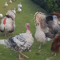 بوقلمون رویال پالم طلایی