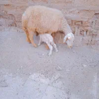 بازدید حمیدیه