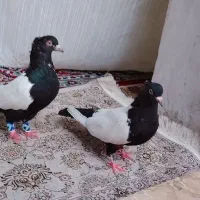کفتر جفت سینه سیاه نرماد چشم چنگ سفید درجه یک