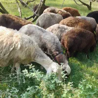 گوسفندداشتی بره ریز پای پروار
