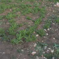 درخت کاری .تیغ زن میخام