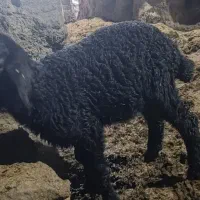 بره شیری بره ماده