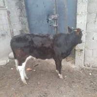 گاولیشه سالم یک ساله|حیوانات مزرعه|فومن, |دیوار