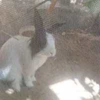 خانواده بنر خرگوشه