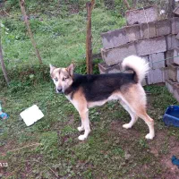 سگ  نیاز به آموزش بیشتری دارد  قیمت شیش ملیون تومن