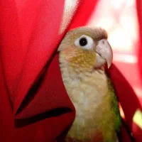 گمشده گیرینچیک|پرنده|قم, حنیف نژاد|دیوار