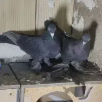 کبوتر قره|پرنده|صوفیان, |دیوار