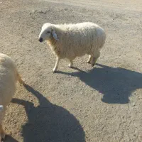 بره نر ۸-۹ماهه فاریاب|حیوانات مزرعه|فاریاب, |دیوار