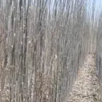 ریش|خدمات باغبانی و درختکاری|بکتاش, |دیوار