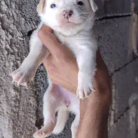 واگذاری پاکوتاه|سگ|سیرجان, |دیوار