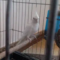 عروس هلندی سفید نر