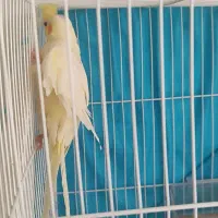 عروس هلندی نر|پرنده|مشهد, عسگریه|دیوار