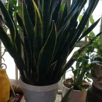 گل سانسوریا