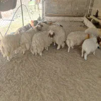 فروش فوری 6عدد کاور درجه یک|حیوانات مزرعه|دره شهر, |دیوار