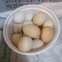 تخم مرغ محلی