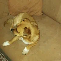 فروش سگ خانگی