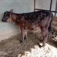 گوساله ماده|حیوانات مزرعه|مشهد, فرخد|دیوار