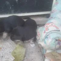 سگ مینیاتوری با۵تاتولش|سگ|خرم‌آباد, |دیوار