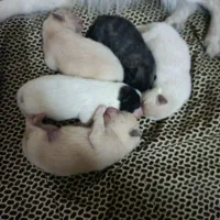 سگ پا کوتاه