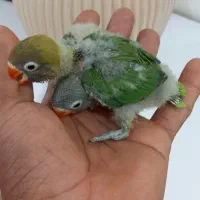 جوجه طوطی کوتوله  برزیلی