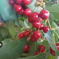 آلبالو اتریشی درشت و درجه یک