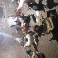 مرغ تخم گذار